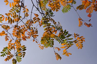 Renkli sarı, kırmızı turuncu, yeşil sonbahar rowan mavi gökyüzü arka planına karşı bir dalda ayrılıyor.