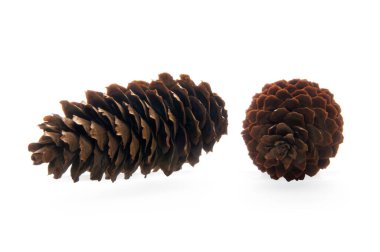 Beyaz izole edilmiş arka planda iki kahverengi köknar konisi.