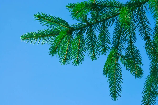 Colorful Green Spruce Branches Blue Sky Background Close — Stock Photo, Image