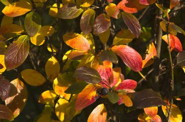 Sonbahar çalılıklarından parlak sarı ve kırmızı sonbahar yapraklarıyla