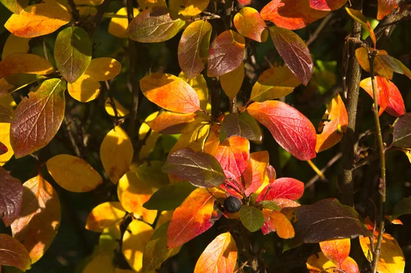 Fundo Arbustos Outono Com Belas Folhas Outono Amarelas Vermelhas Brilhantes — Fotografia de Stock