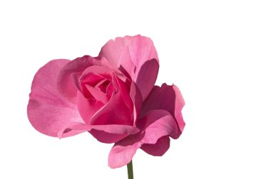 Beyaz izole arkaplanda bir buket nonoş Vola rengi