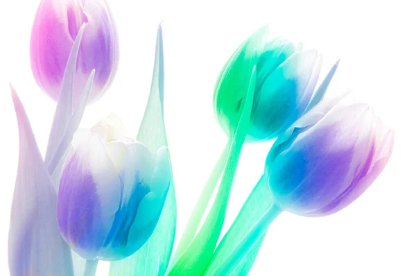 Csokor Kék Zöld Rózsaszín Elvont Tulipán Fehér Elszigetelt Háttér Közelről — Stock Fotó