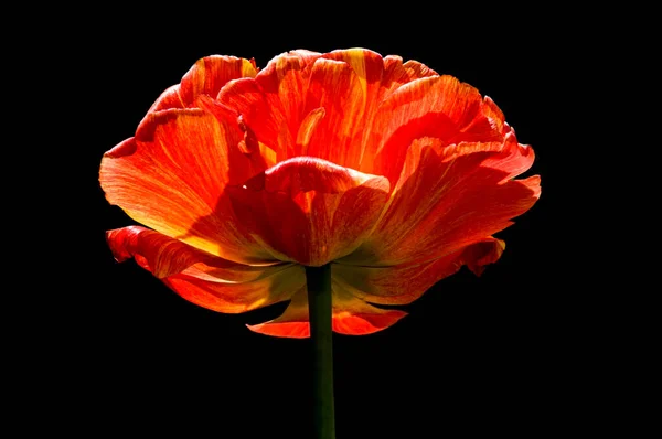 Tulipán Rojo Iluminado Por Sol Sobre Fondo Negro Aislado — Foto de Stock