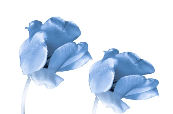 两个蓝色美丽的郁金香在白色孤立的背景上紧密相连 免版税图库照片