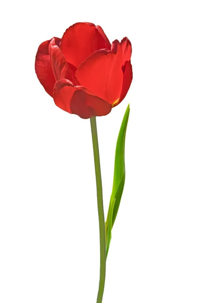 One Beautiful Red Tulip Flower Tulipa Green Leaves Close White — Stock Photo, Image