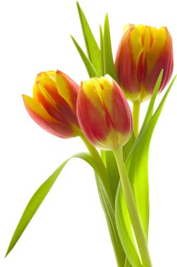 Üç parlak kırmızı ve sarı lale (Tulipa) ve beyaz izole arkaplanda yeşil yapraklar.