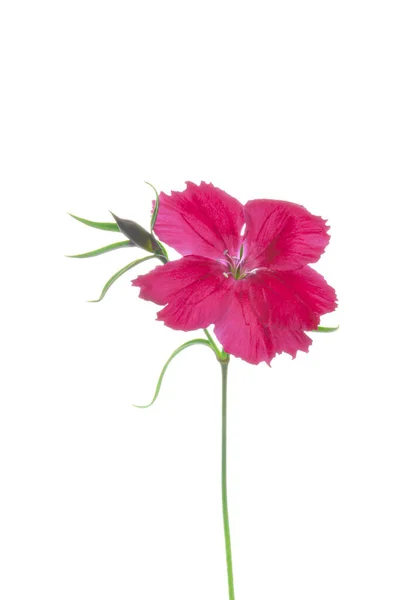 Karanfil Dianthus Chinensis Pembe Beyaz Izole Arkaplan Üzerinde Tomurcukları Var — Stok fotoğraf