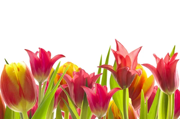 Tulipanes Rojos Amarillos Brillantes Tulipa Con Hojas Verdes Lecho Flores — Foto de Stock