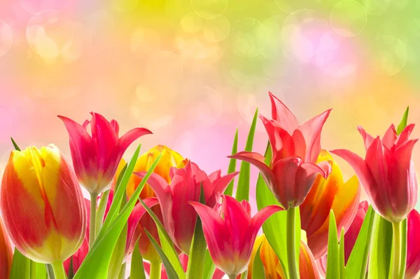 Ljust Röda Och Gula Tulpaner Tulipa Med Gröna Blad Solig — Stockfoto