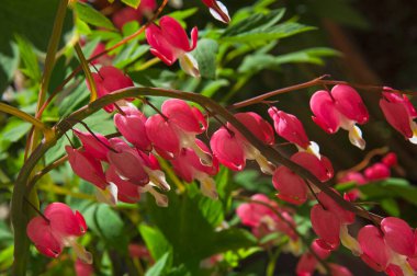 Güzel pembe Dicentra (Dicentra) şehir bahçesinde kanayan kalpler