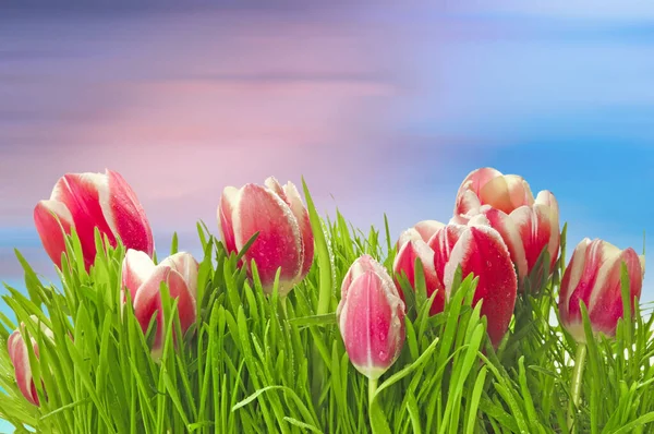 Jasně Růžové Bílé Tulipány Tulipa Záhonu Zelenou Trávou Růžové Modré — Stock fotografie