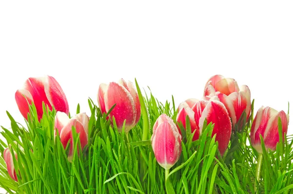 Heldere Roze Witte Tulpen Tulipa Een Bloembed Met Groen Gras — Stockfoto