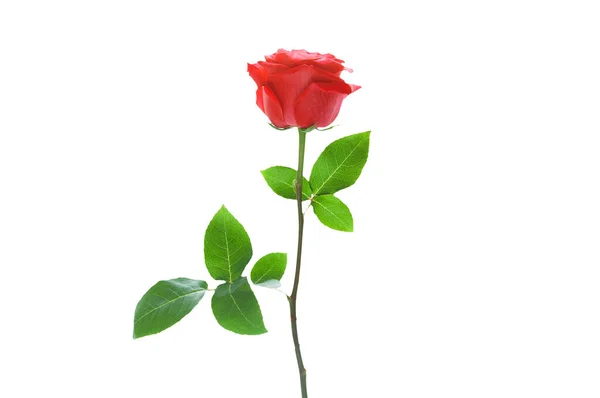 Beautiful Red Rose Green Leaves White Isolated Background Close — Stock Photo, Image