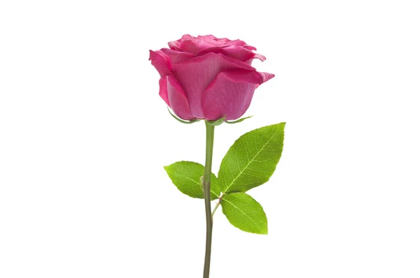 Bella Rosa Rosa Con Foglie Verdi Sfondo Bianco Isolato Vicino — Foto Stock