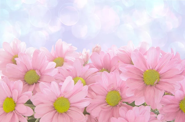 Vackra Ljusa Rosa Prästkragar Matricria Bakgrund Rosa Vit Blå Bokeh — Stockfoto