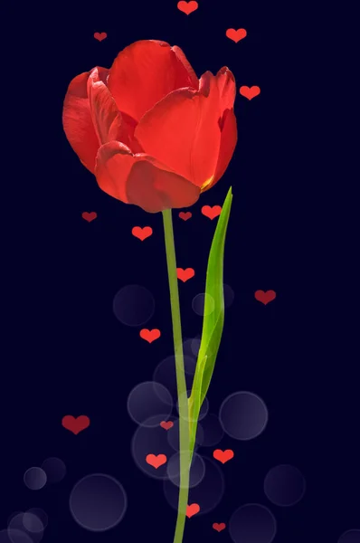 Один Червоний Тюльпан Туліпа Зеленим Листям Синьому Фоні Червоними Серцями — стокове фото