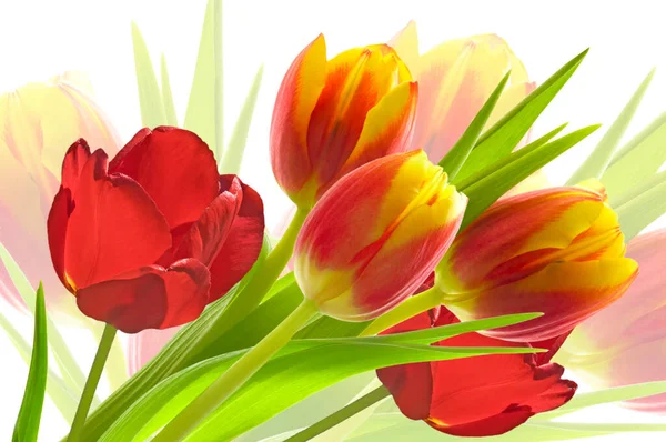 Rosa Tulpan Tulipa Med Gröna Blad Vit Isolerad Bakgrund Närbild — Stockfoto