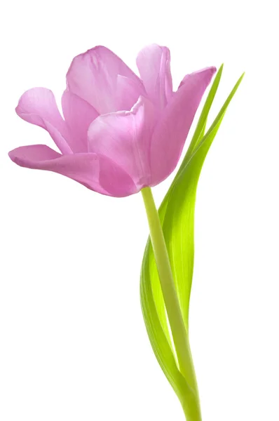 Tulipano Rosa Tulipa Con Foglie Verdi Sfondo Bianco Isolato Vicino — Foto Stock