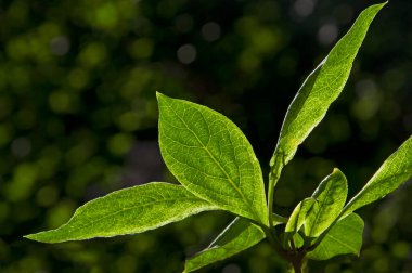 Bahçedeki parlak yeşil yapraklar arka planda, yakın plan.
