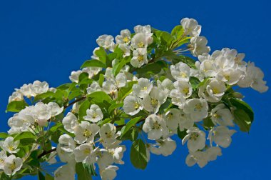 Bahçede mavi gökyüzüne karşı beyaz güzel çiçekleri olan elma dalları