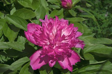 Bahçedeki yeşil yaprakların arka planında güzel bir mor şakayık (Paeonia).
