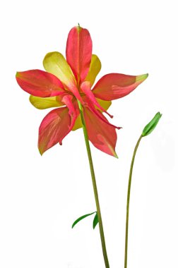 Güzel sarı, kırmızı bir çiçek (Aquilegia) beyaz izole arkaplanda, yakın plan