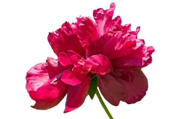 Güzel bir kırmızı şakayık (Paeonia) beyaz yalıtılmış arka planda, yakın plan