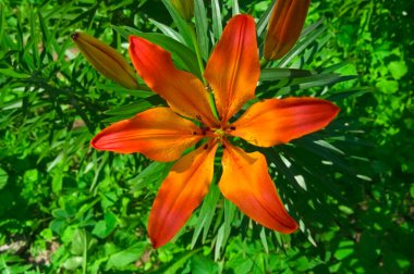 Bir portakal sarısı zambak tomurcuklu yeşil yapraklı Llium güneşli bir günde bahçeye yakın.