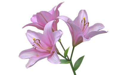 Lilium 'un yeşil yapraklı üç pembe çiçeği beyaz izole bir arka planda.