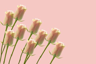 Açık pembe izole zemin üzerinde parlak pembe gül tomurcukları ile arkaplan metin için yer ile