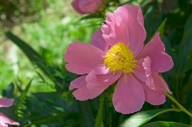 Bahçede yeşil yaprakların arka planında uzun süre duran güzel açık pembe bir şakayık (Paeonia).