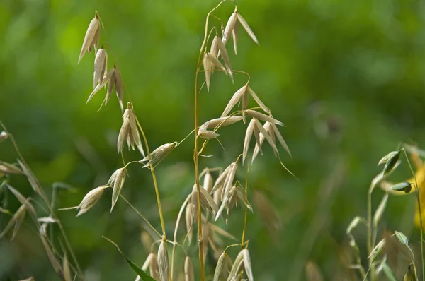 Spikelets Aveia Fundo Borrado Grama Verde Bokeh Dia Ensolarado — Fotografia de Stock