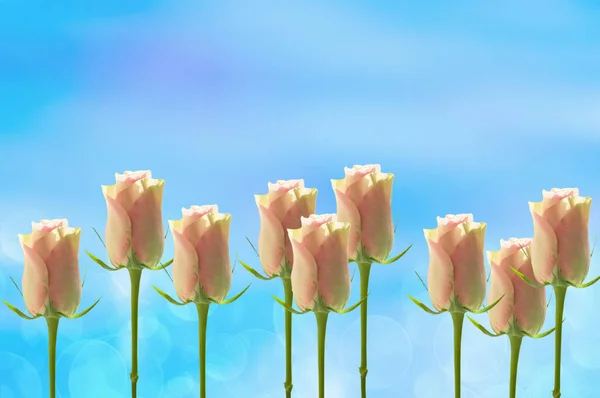Рожеві Бутони Троянд Синьому Абстрактному Фоні Боке Місцем Тексту — стокове фото