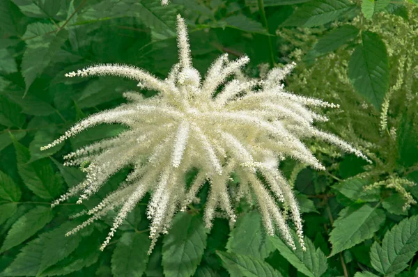 Arbusto Aruncus Aruncus Dioicus Con Flores Blancas Con Hojas Verdes —  Fotos de Stock