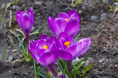 Güneşli bir günde, dört tane mor güzel krokus (Crocus) bahçeyi kaplar.
