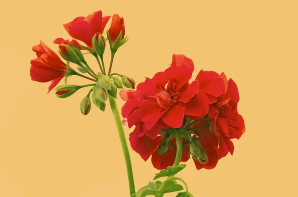 赤いゼラニウムの花 Geranium 芽がオレンジの孤立した背景で閉じています — ストック写真