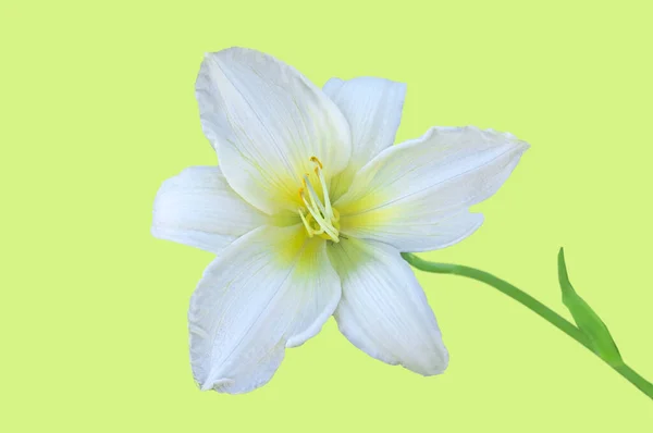 Bela Flor Lírio Amarelo Branco Colorido Perto Luz Verde Isolado — Fotografia de Stock