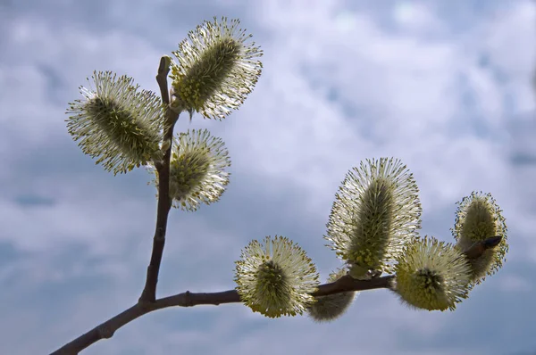 Pussy Willow Branches Fluffy Buds Close Garden Background Sky Clouds — 图库照片