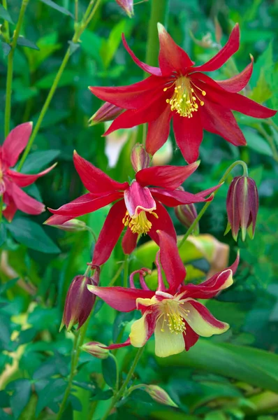 Belas Flores Amarelas Vermelhas Aquilegia Aquilegia Contexto Folhas Verdes Jardim — Fotografia de Stock