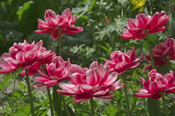 Une Fleur Rose Blanche Terry Tulipe Tlipa Gros Plan Sur — Photo