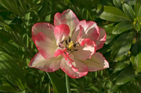 郁金香的一朵白色粉红花在绿叶的背景下特写 — 图库照片