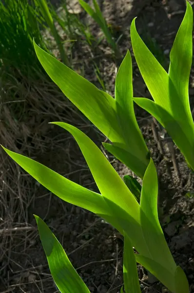 Feuilles Iris Vert Vif Dans Jardin Fleuri Dans Parc Par — Photo