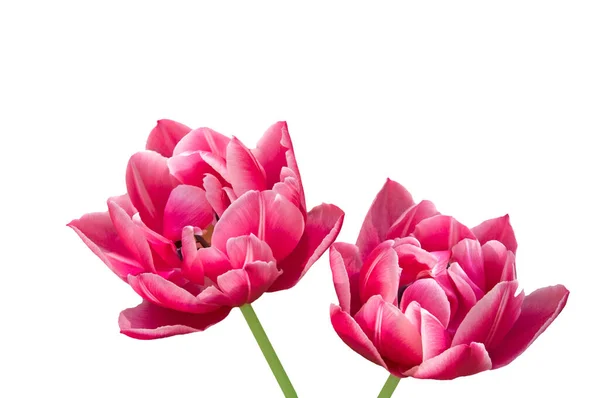 Uma Tulipa Roxa Tlipa Close Fundo Folhas Verdes Jardim Dia — Fotografia de Stock