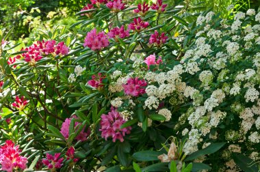 Parlak, pembe rhododendron çiçekleri ve parlak, güneşli bir günde çiçek bahçesinde beyaz spirea çiçekleri.