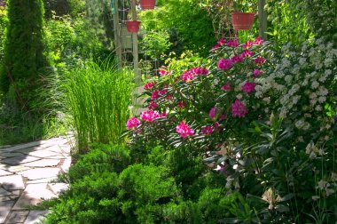 Pembe Rhododndron çiçekleri ve Spiraea çiçekleri ile güzel çalıların yanı sıra çiçek bahçesinde süs bitkileri ve otlar.