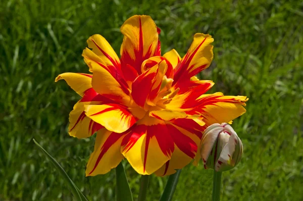 花园里一株五颜六色的红黄色郁金香紧靠着绿草的背景 — 图库照片