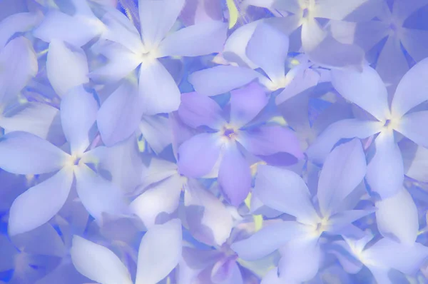 Beau Fond Floral Abstrait Flou Fleurs Bleues Pétales Plumbago Plumbago — Photo