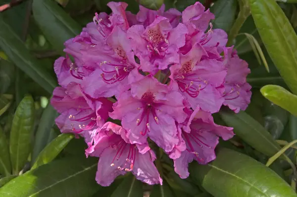 Belos Arbustos Com Flores Cor Rosa Rhododndron Spiraea Flores Bem — Fotografia de Stock