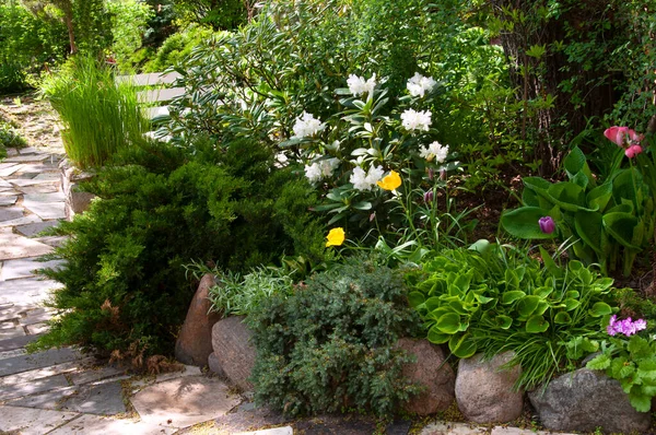 Mooie Struiken Met Roze Rhododndron Bloemen Spiraea Bloemen Evenals Sierplanten — Stockfoto